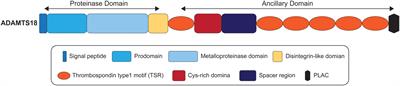 Expression and prognosis of ADAMTS18 in different tumors